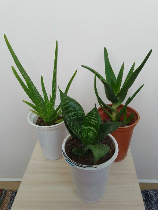 Цветя, алое, сансевиера