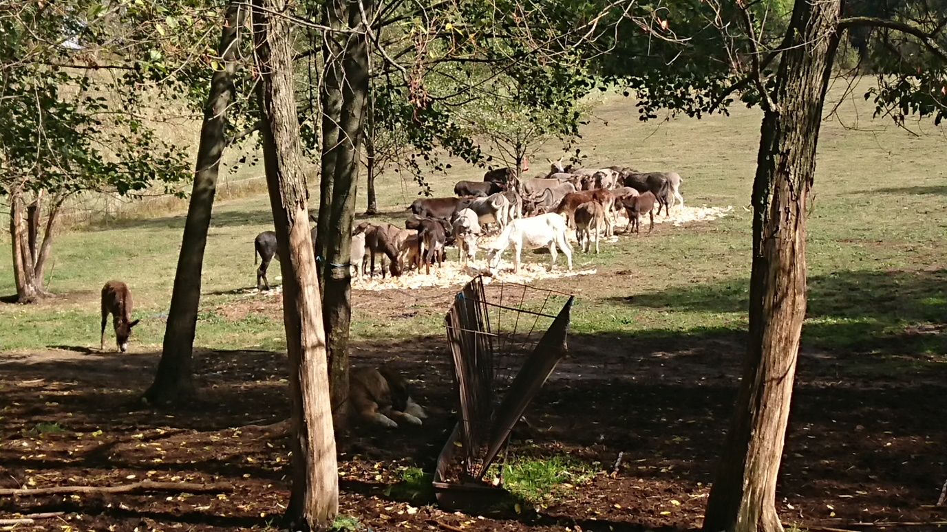 Lapte de magarita