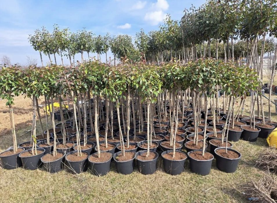 Plante ornamentale aclimatizate