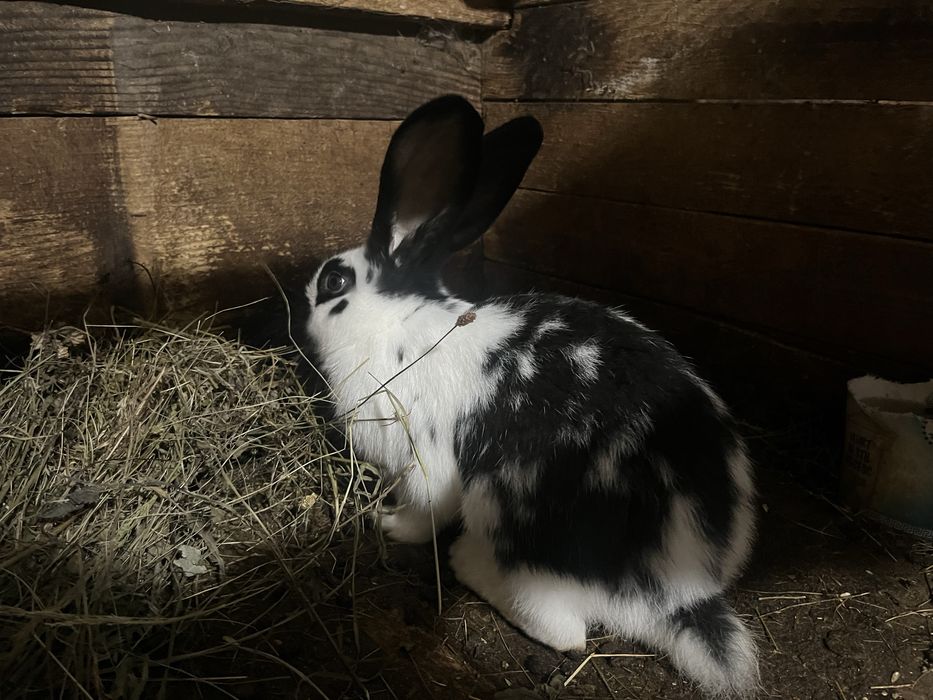 Iepuri rasa urias cu fluture