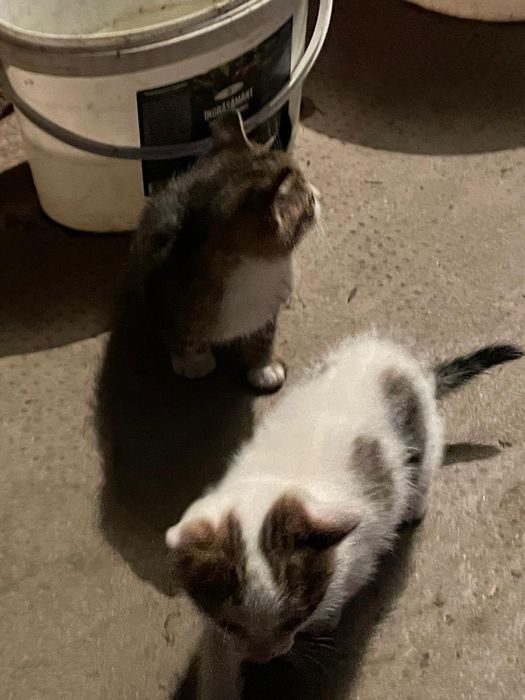 Donez Pisici jucăușe