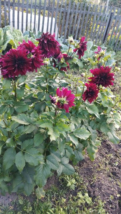 Дача 3 сотки Куйбышевец