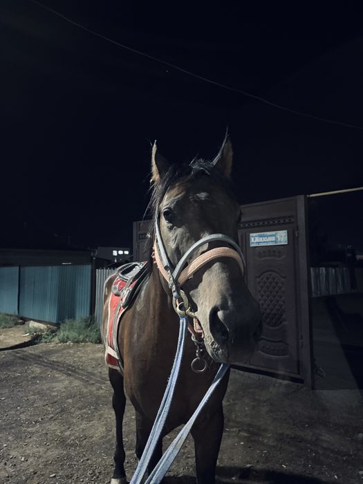 таза қан жылқы.