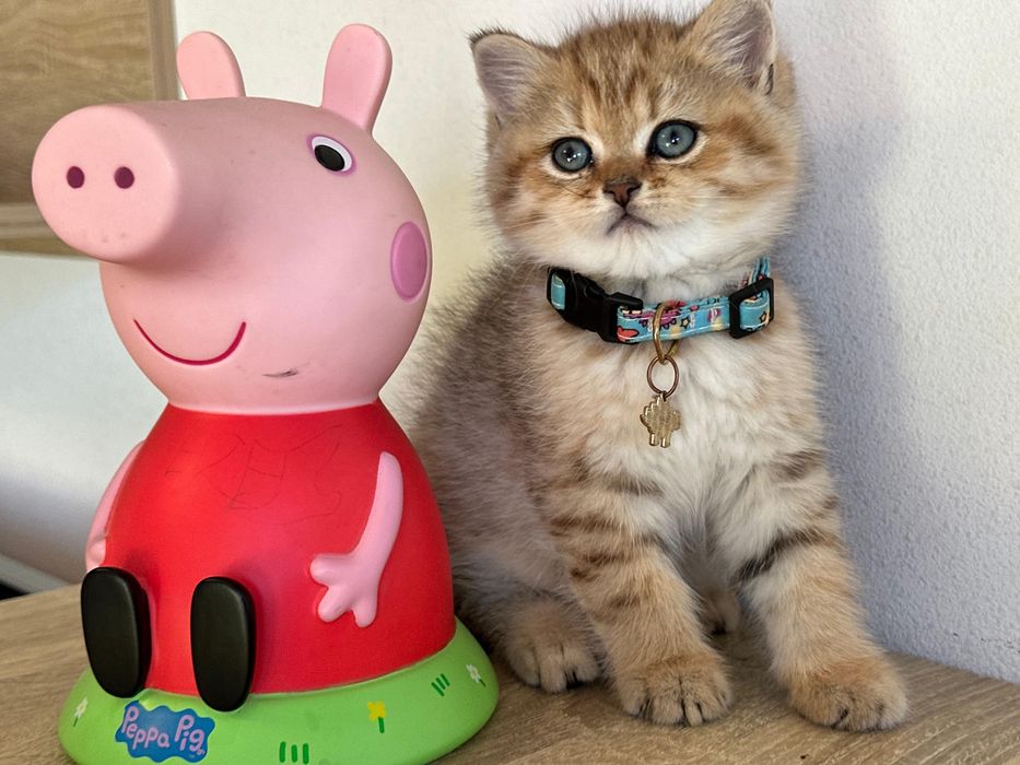 British shorthair golden tabby !!