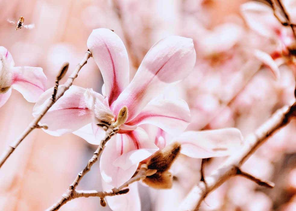 Sigma 18-200mm f/3.5-6.3D DC DX обектив Никон