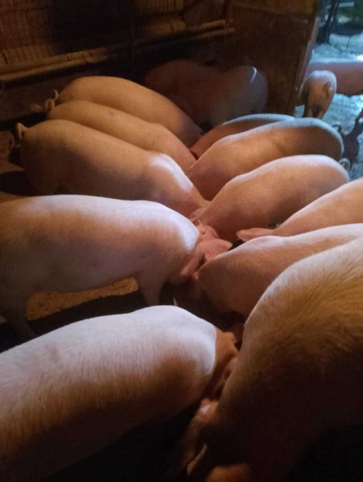 Угоени прасета 100/120 кг