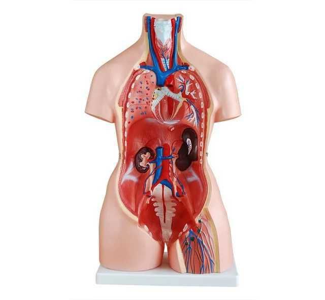 Муляж организма человека анатомическая модель тело человека анатомия