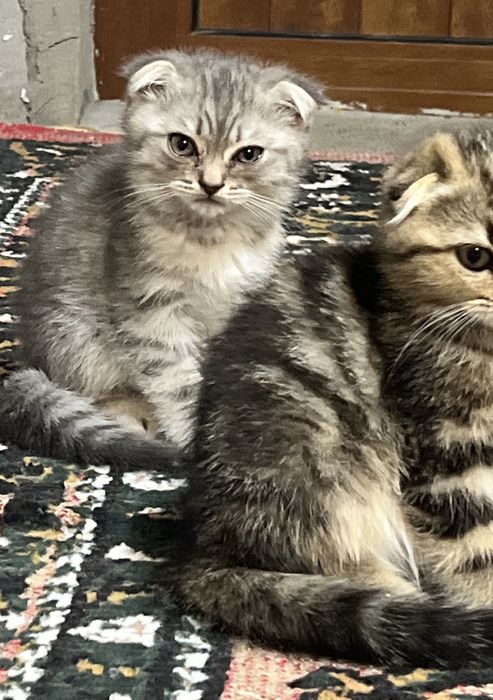 Котенки Скотиш Фолд продается
