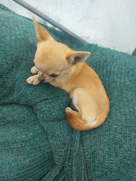 Мини чихуахуа женско