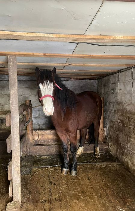 Продам жеребец, кобылы