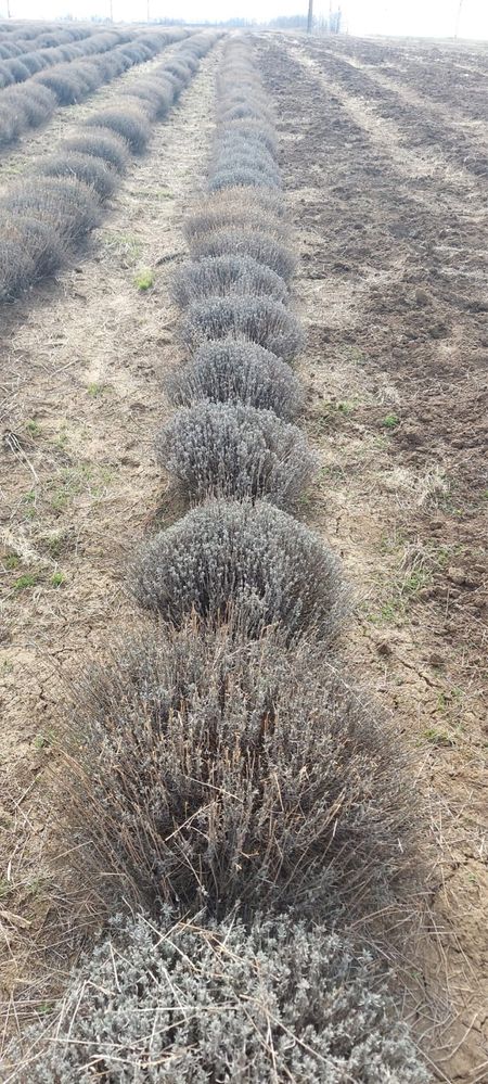 Lavanda soi Bulgaresc