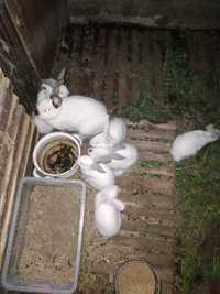 Продам кроликов от месяца