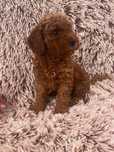 Pui Pudel-Caniche-Poodel roscat apricot deosebit toy