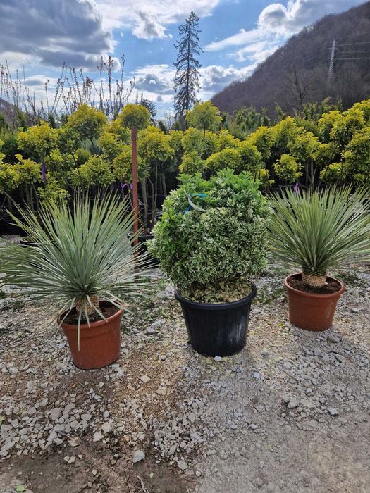 Plante Ornamentale Oriunde in tara