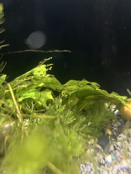Продам анубияс  аквариумные растение