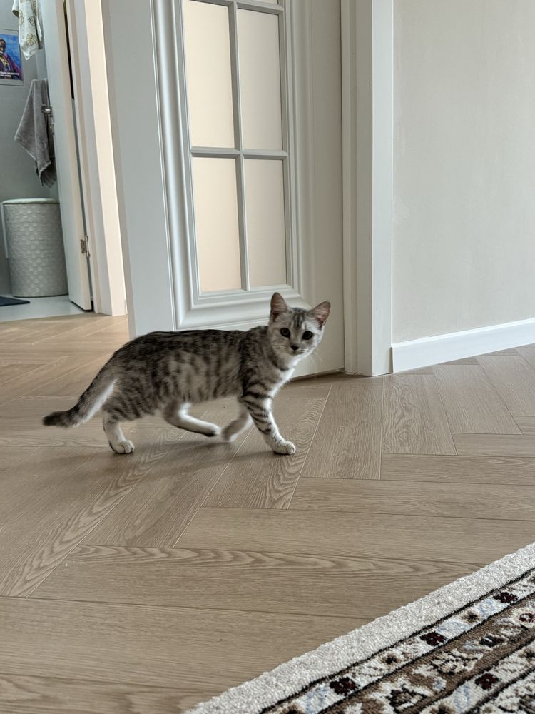 Кошка 3 месяца девочка