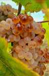 Struguri de vin calitate superioara