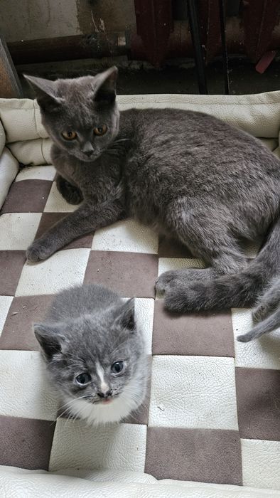 Продам котят Британцев