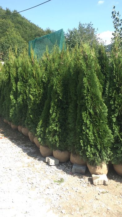 Tuia smaragd / Leylandi