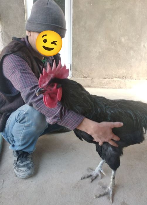 Qora shaxzoda xoʻrozlar bor sotuvda