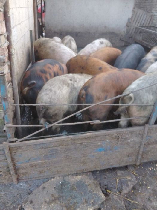 Продавам прасета