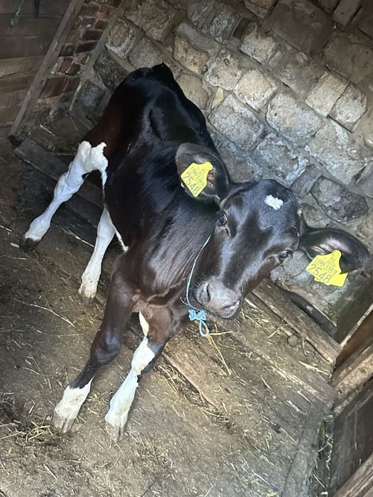 Vand vitica Holstein 100/100