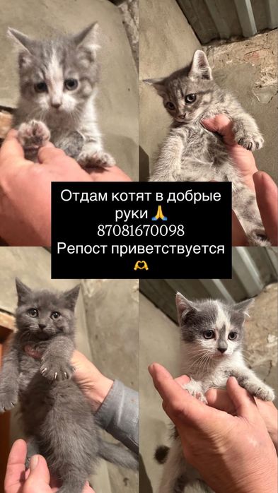 Отдам котят в добрые руки