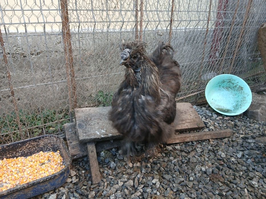 Cocos mătasea japoneza