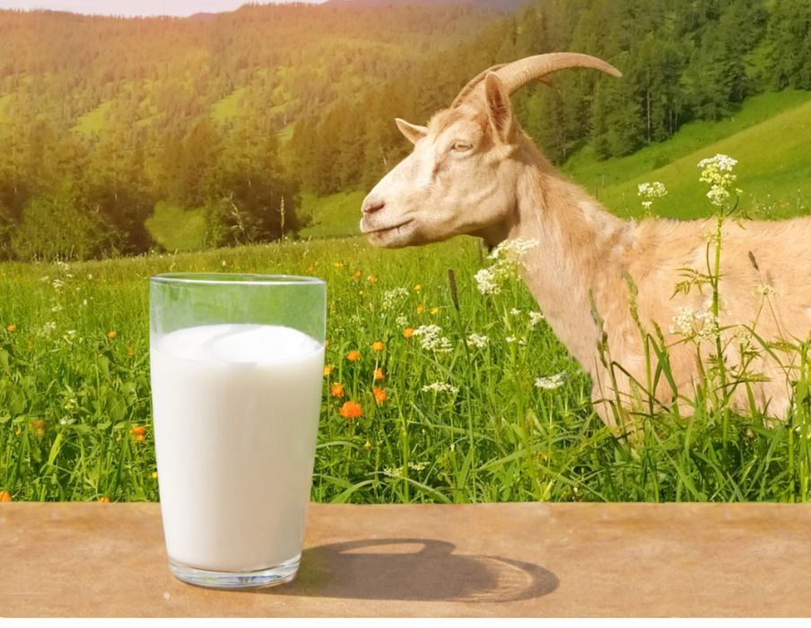 Козье молоко натуральное
