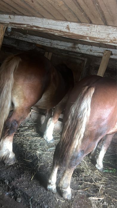 Vand manz sau schimb