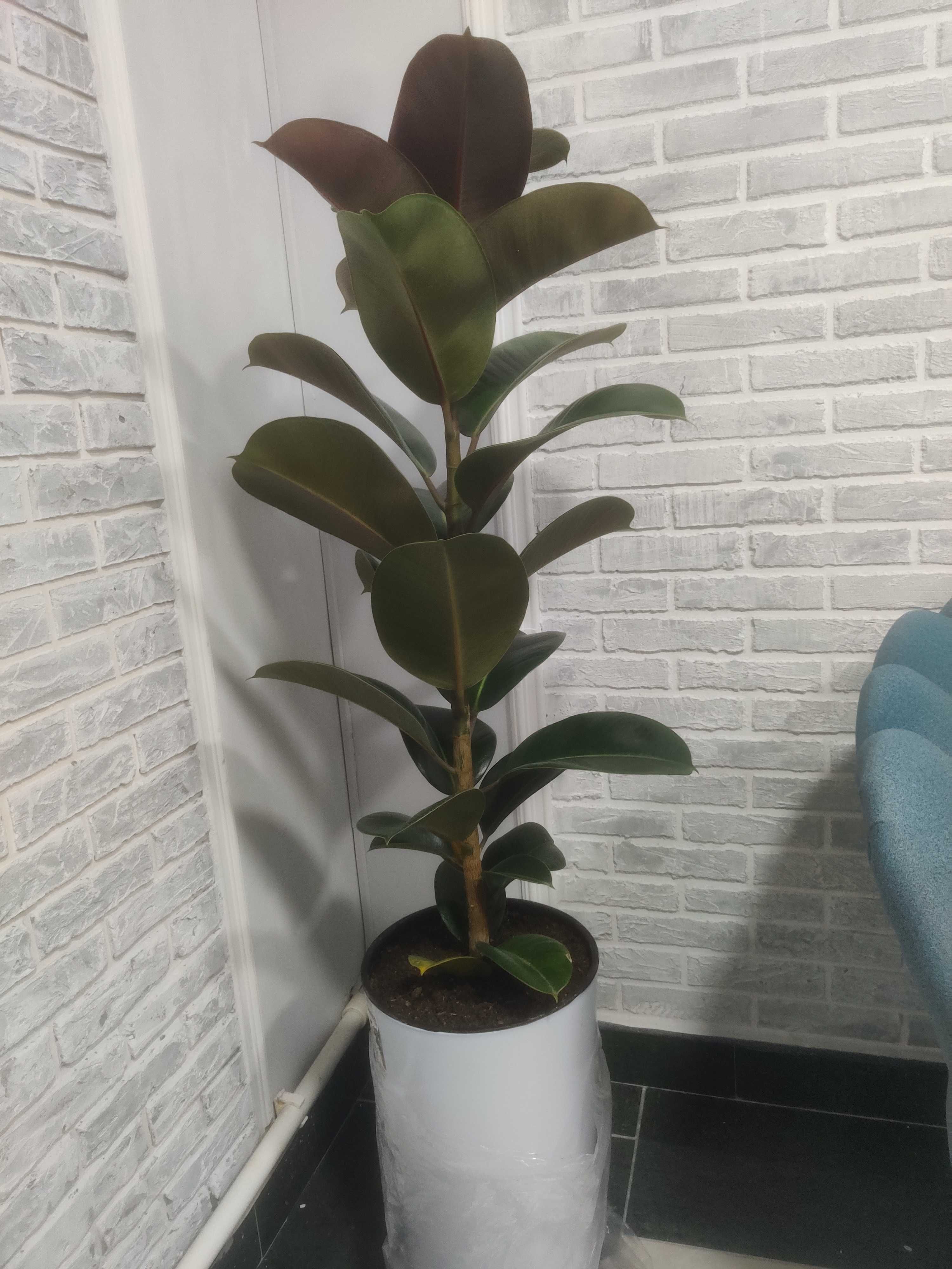 Растение в офис в горшке