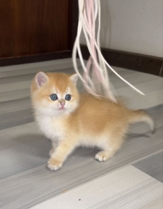 Продаётся британская золотая шиншилла ny12