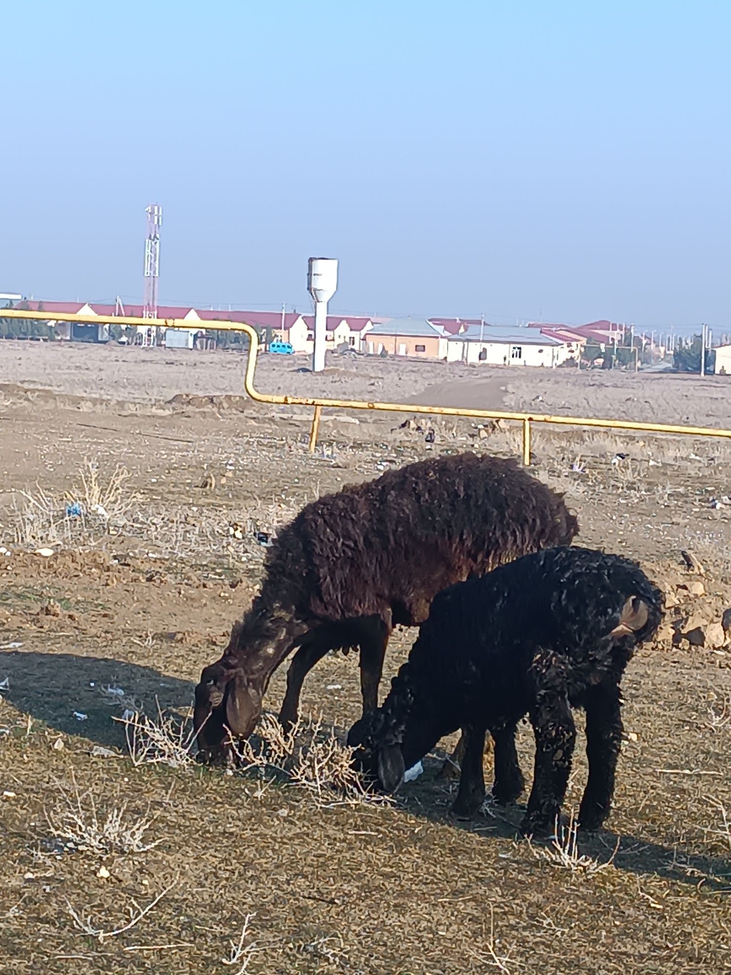Quy sotiladi ona bola
