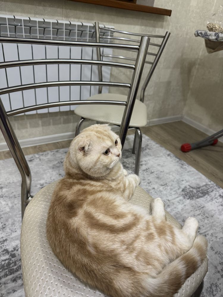 Scottish Fold Zolotistiy