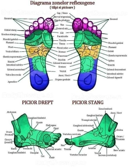Masaj terapeutic reflexogen Brașov