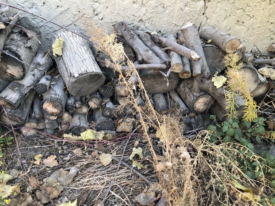 Hezum meva chamoq olu