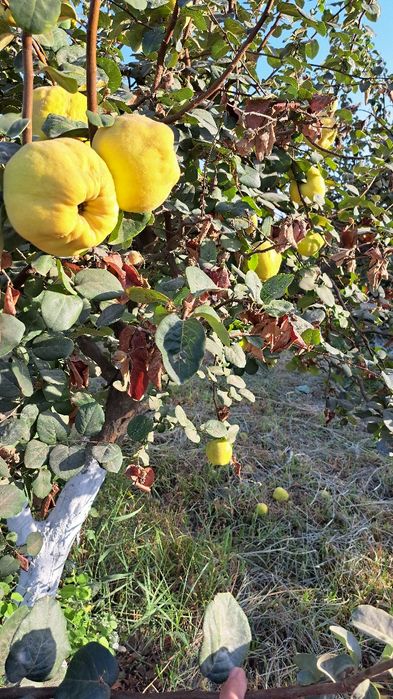 Behi nihollari sotiladi . продаются ростки айвы