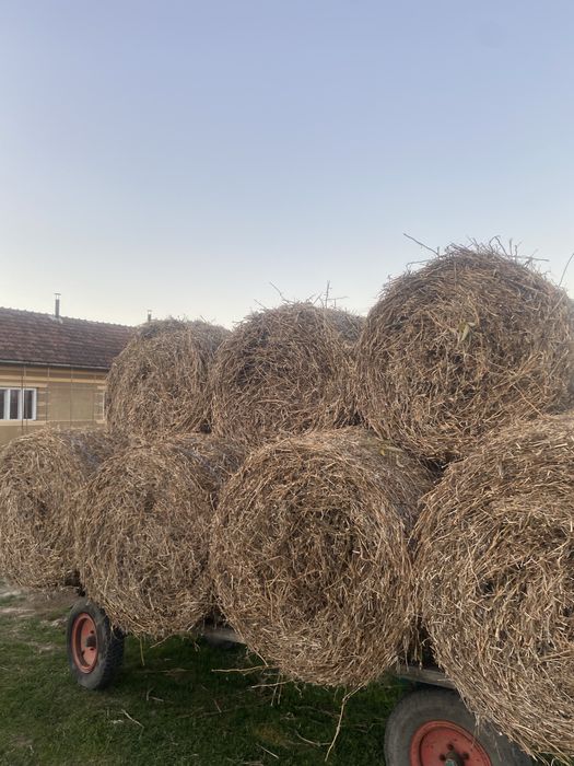 Vând baloți paie ovăz