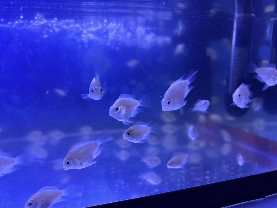 Продам сапфировых попугаев или обмнен на золотых рыб