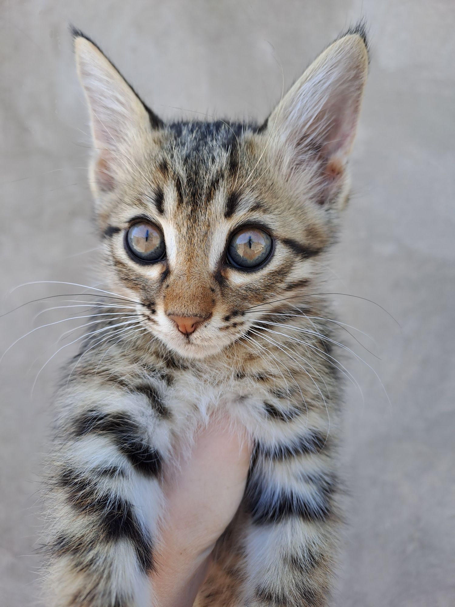 Котята два месяца