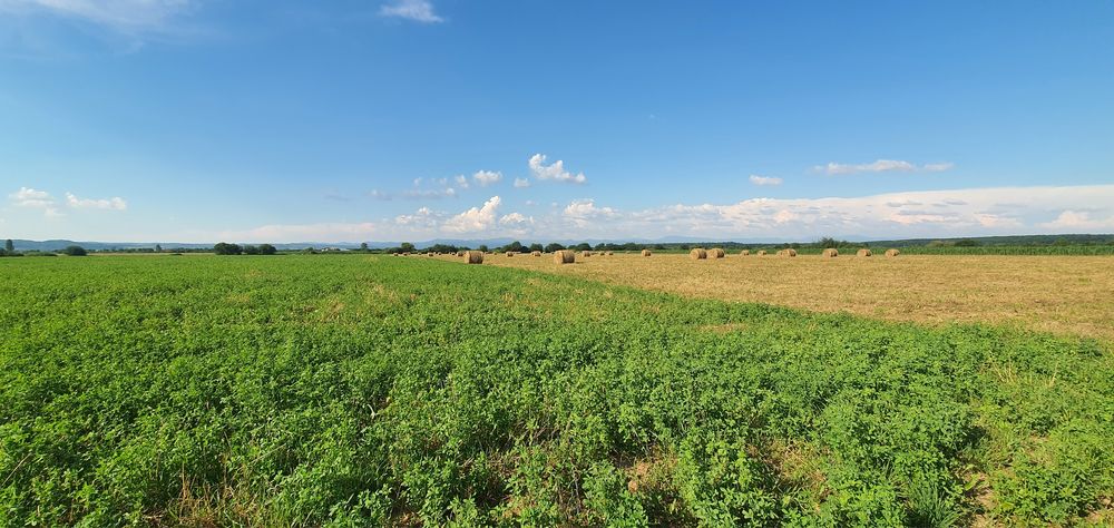 Inchiriez teren agricol 34ha cu adapost bovine