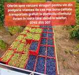Struguri pentru vin