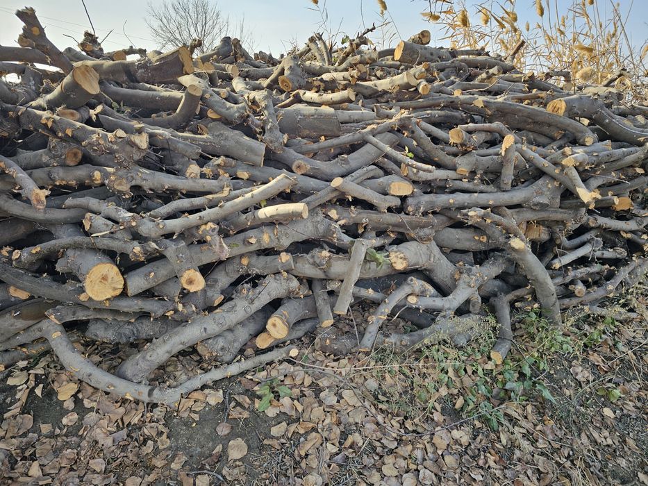 Олма дарахтининг тароша утинлар сотилади