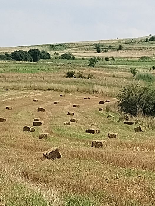 Vând baloți de paie