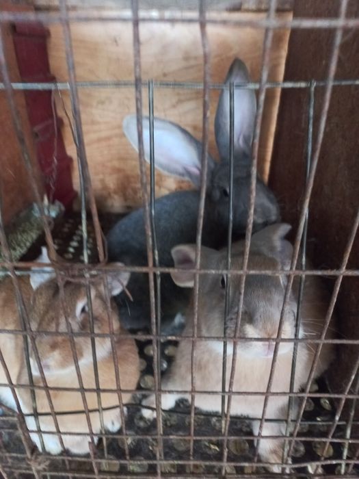 Iepuri de curte mari