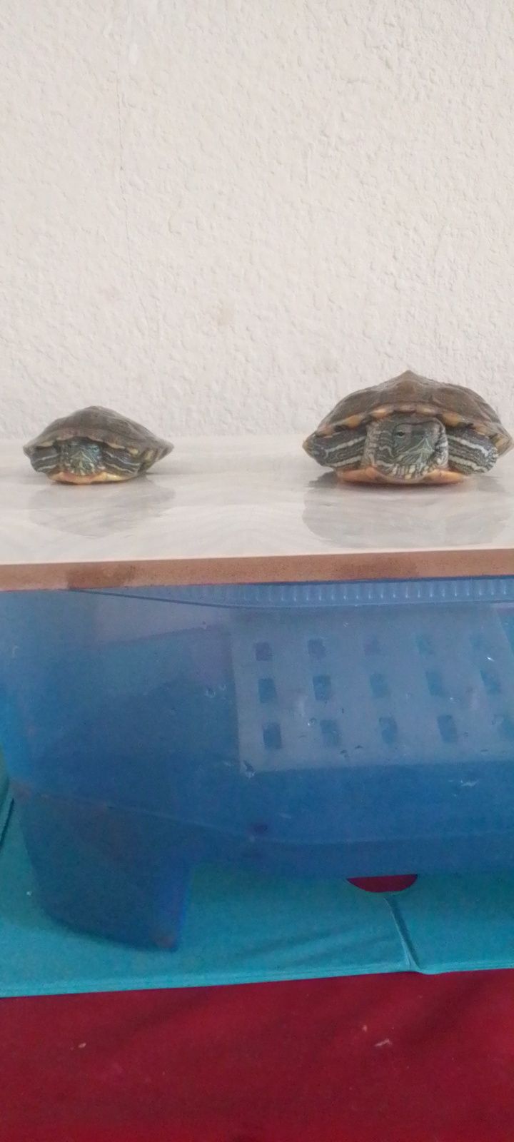 2шт Красноухие черепахи.