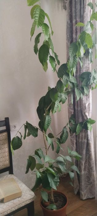 Продам лимонное дерево