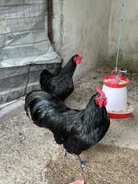 Gocos Australorp