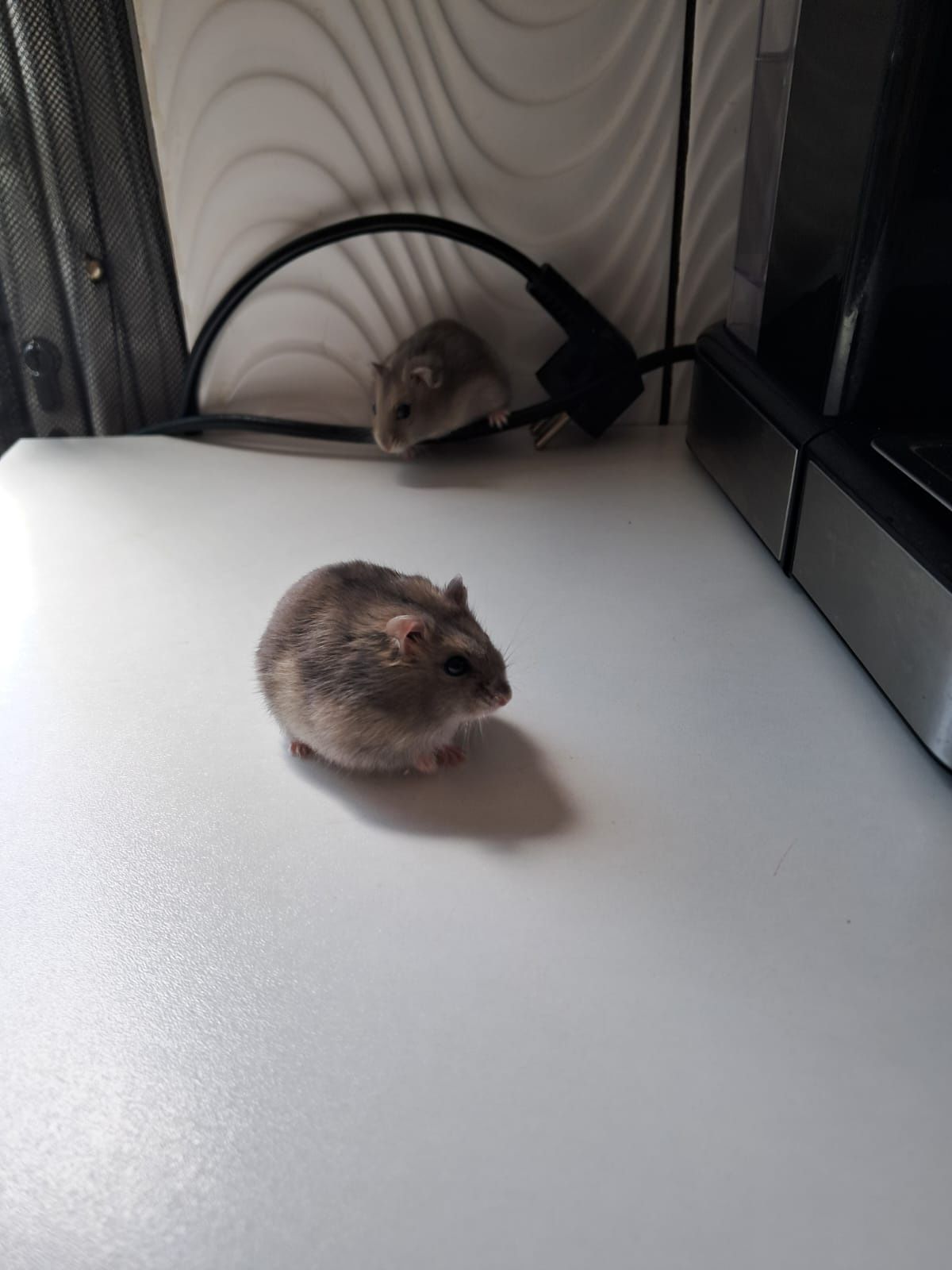 Vand pui de hamsteri