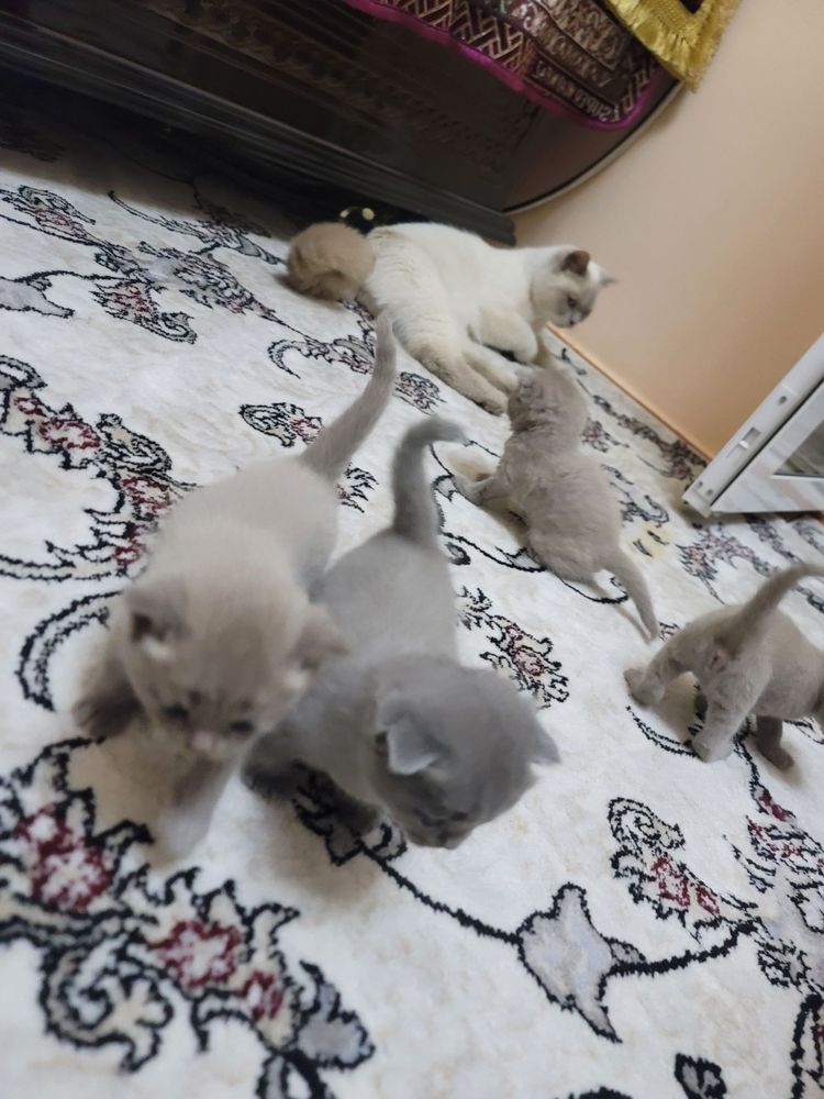 Котики 2 девочки 2 мальчика СРОЧНО!